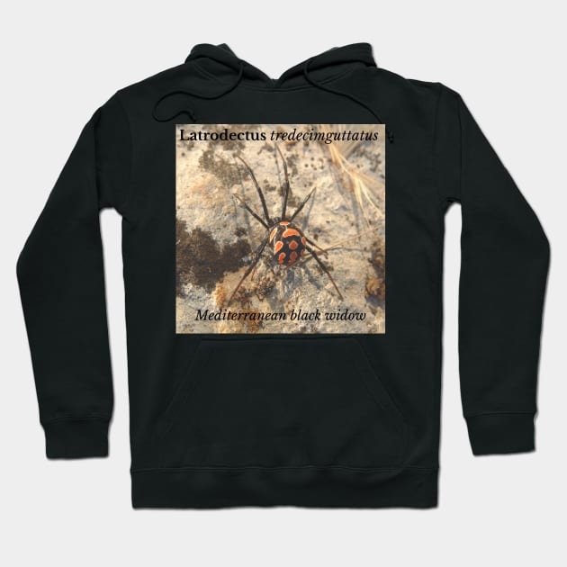 Latrodectus tredecimguttatus -  Mediterranean black widow Hoodie by Rosettemusicandguitar